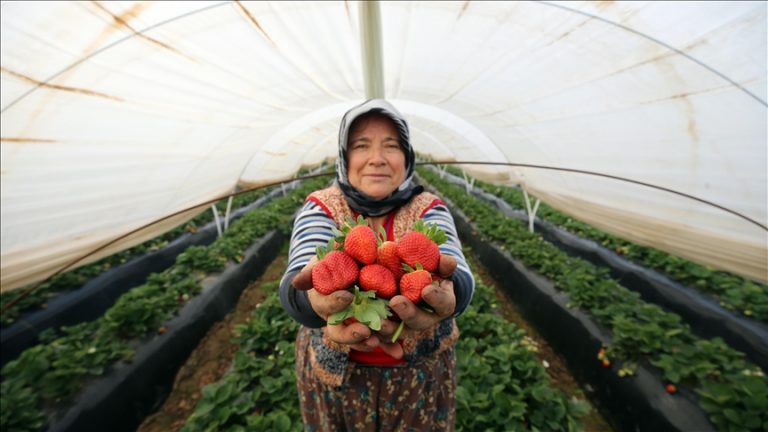 Türkiye 2021’de 46 milyon dolarlık çilek ihraç etti