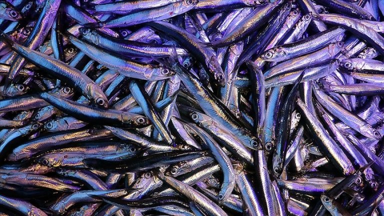 Türkiye hamsi ihracatından 8,2 milyon dolar kazandı