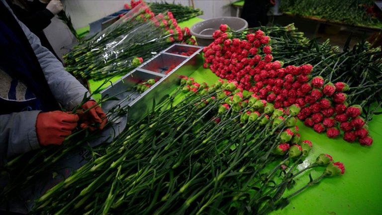 Türkiye’den 73 ülkeye 140 milyon dolarlık çiçek ihracatı