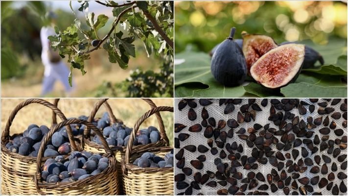 Türkiye’nin yeni kuru incir çeşidi ‘siyah orak’ta hasat sürüyor