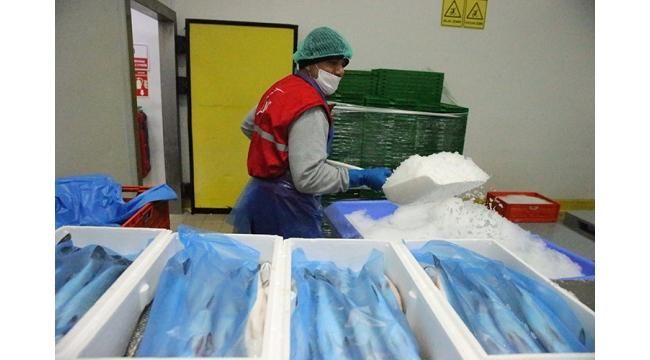 Türkiye’nin su ürünleri ihracatı 2,2 milyar doları aştı