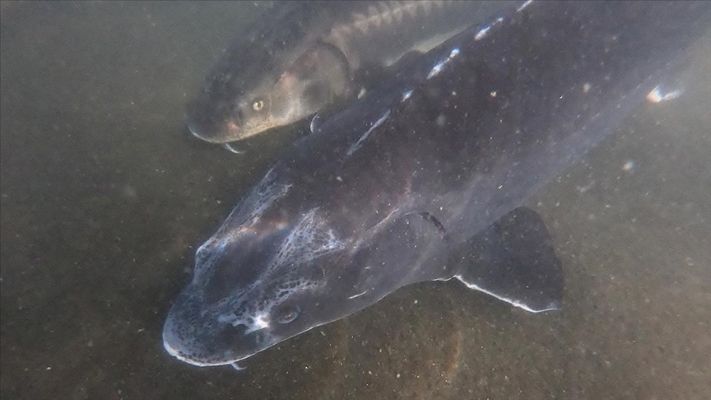 Üç ülke uydu telemetrisi uyguluyor