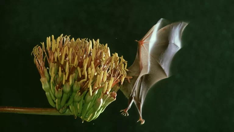 Yarasalar azalınca bebek ölümleri artıyor