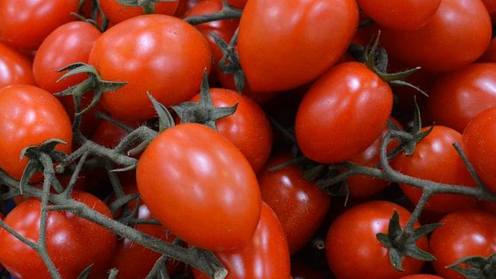 Baş şüpheli Sicilya domatesi