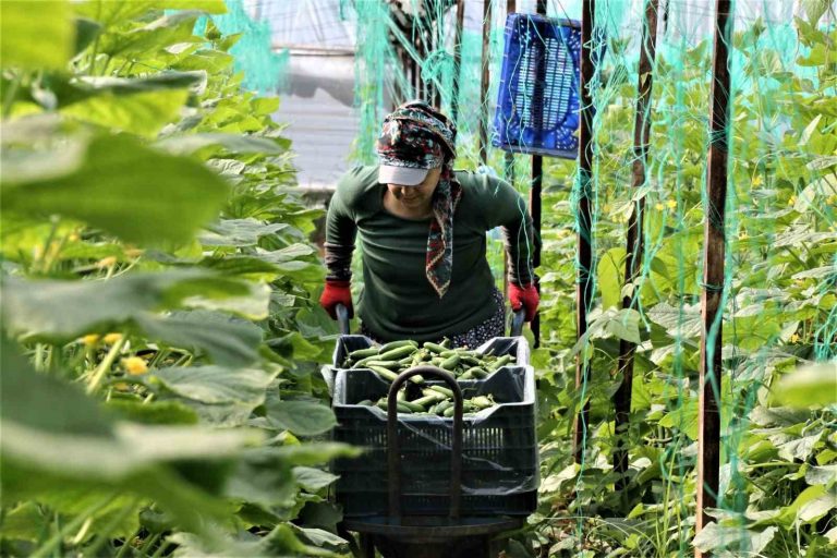 Devlet seracılığı destekliyor ama sektör işçi bulamıyor