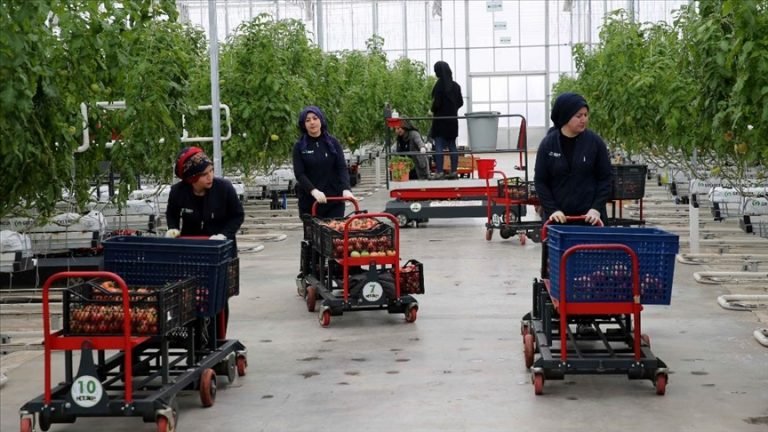 Eksi 30 derecede yetiştirilen domatesler Avrupa’ya satılıyor