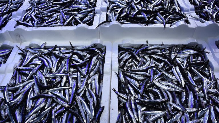 Hamsi İhracatından 25 Milyon Dolar Döviz Geliri Elde Edildi