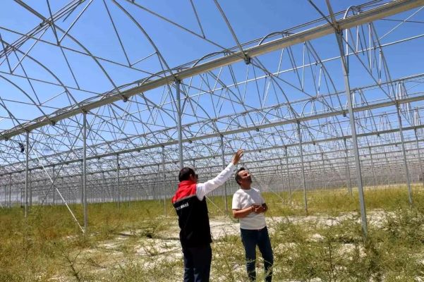 Jeotermal serada yetişen domatesler ihraç ediliyor