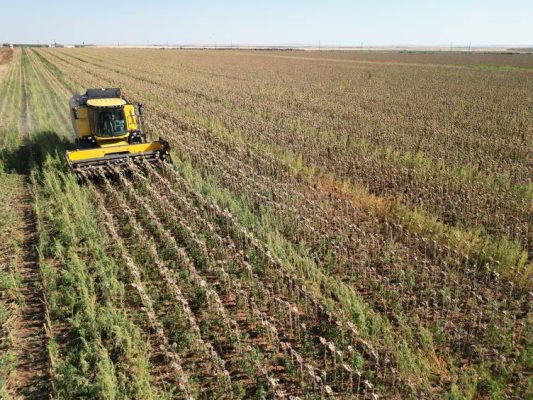 Şanlıurfa’da üretilen sertifikalı ayçiçeği tohumları ihraç ediliyor